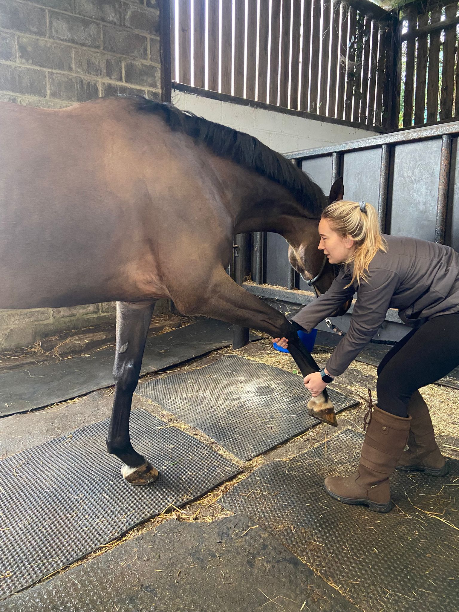 Horse Initial Assessment